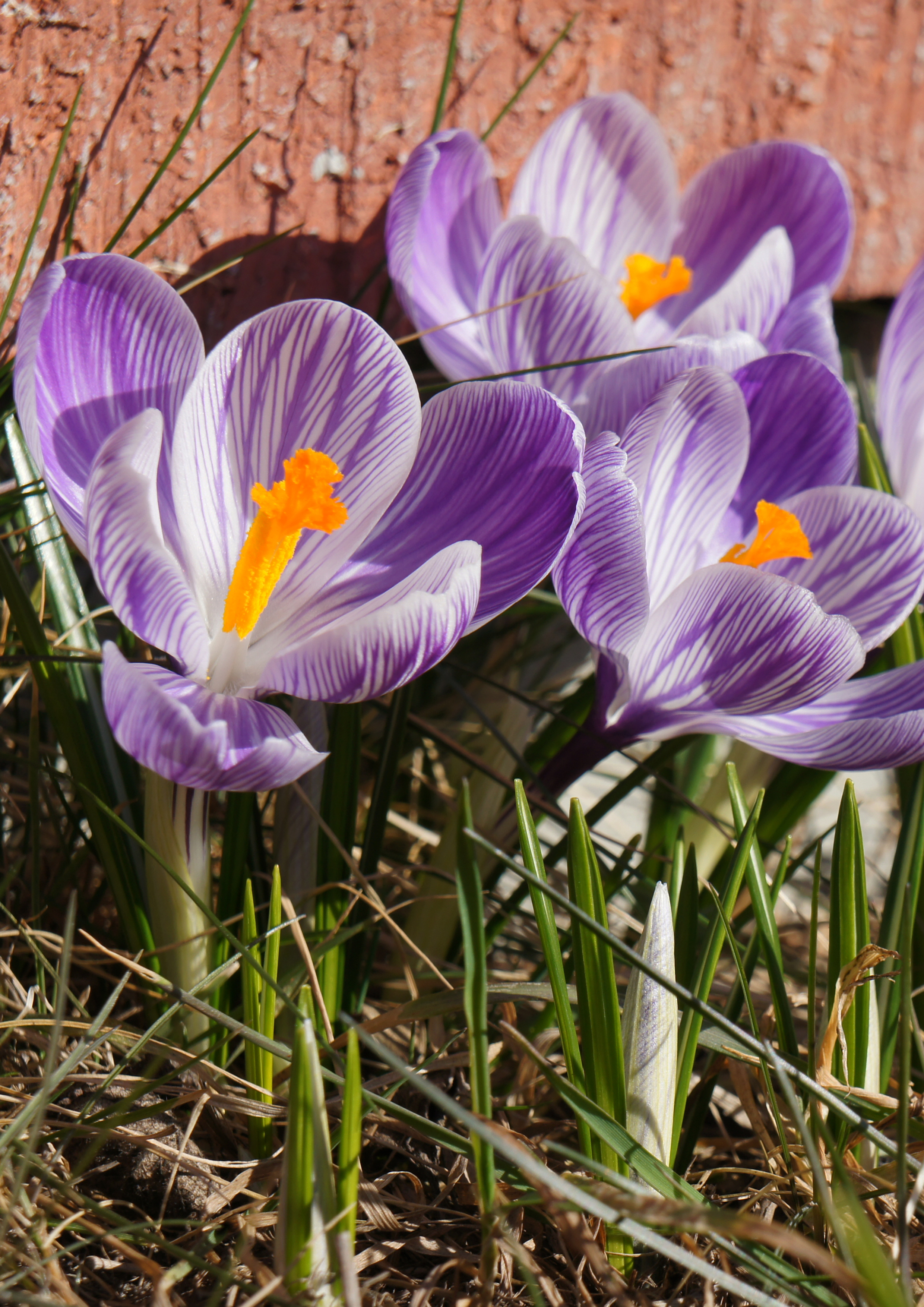 Närbild på nyutslagna krokusar.