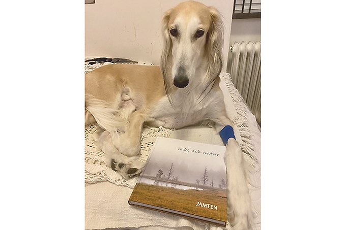 En hund av rasen saluki ligger i en säng med ett exemplar av boken Jämten placerad mellan sina framtassar